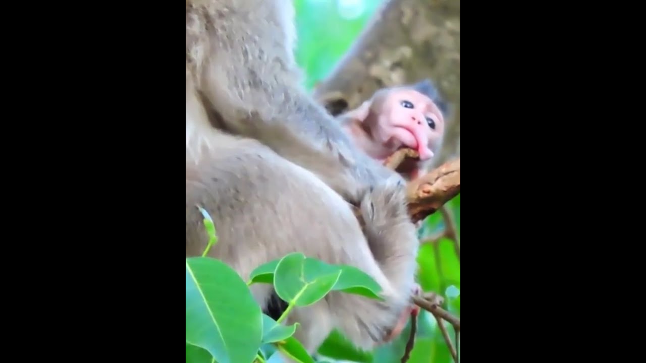 OMG.. why is it that the baby monkey is stuck on a tree like this, why does the mother not help