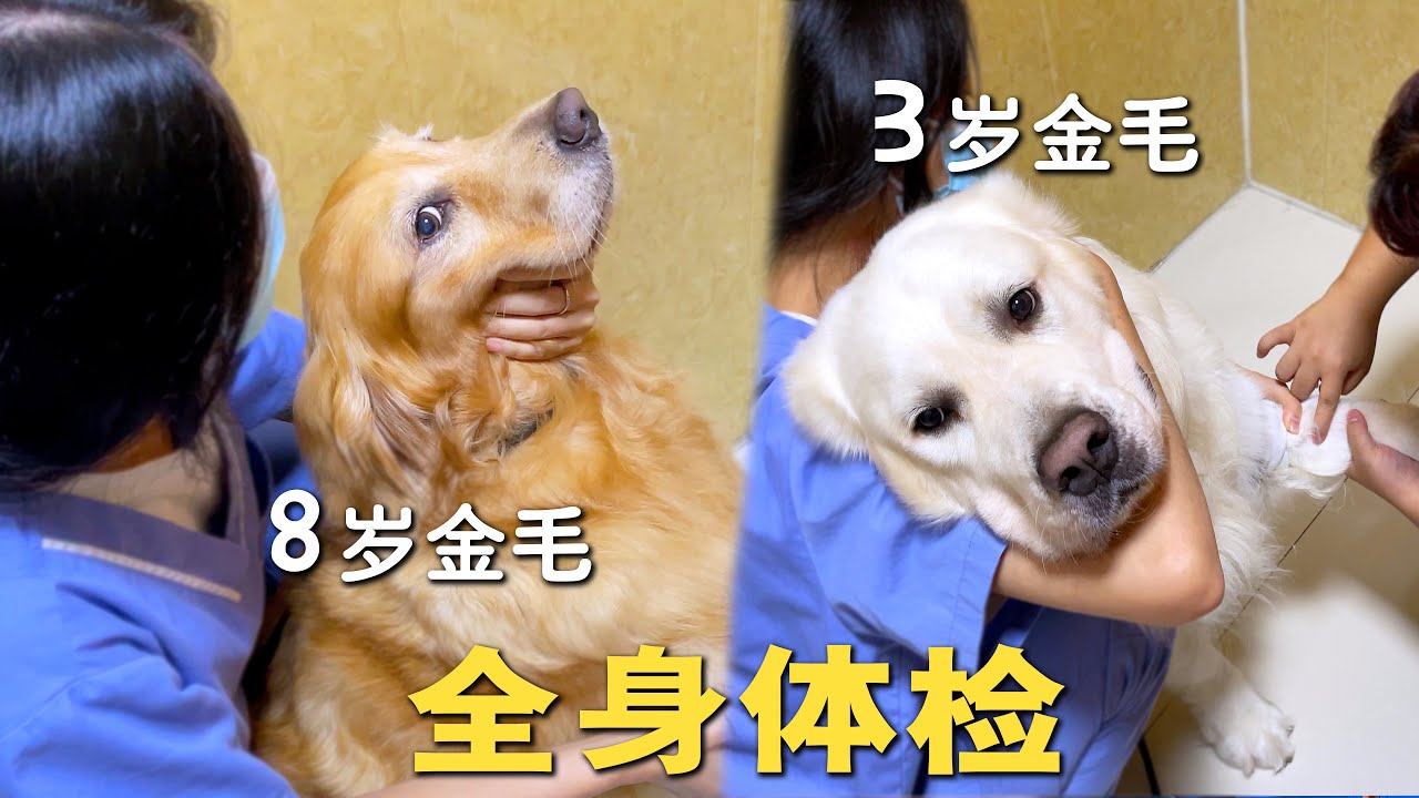 8岁金毛和3岁金毛去体检，身体有问题的居然是...