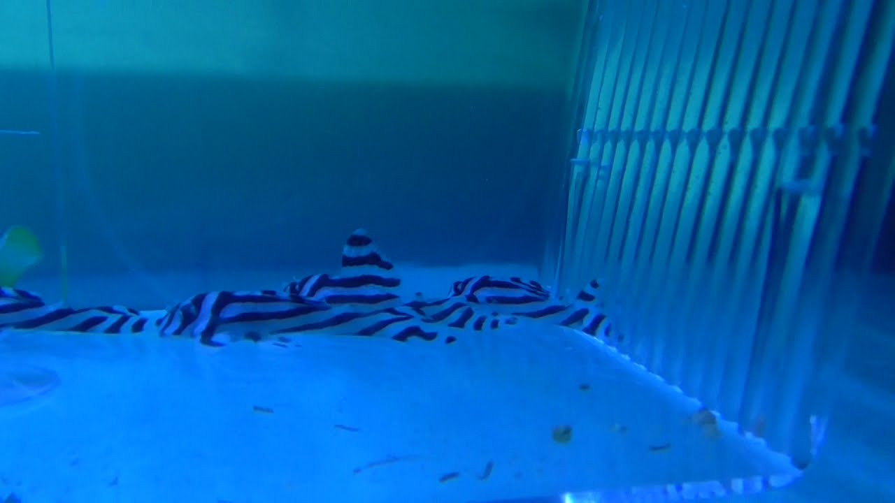 Młode zbrojniki Hypancistrus zebra (L46, L046)