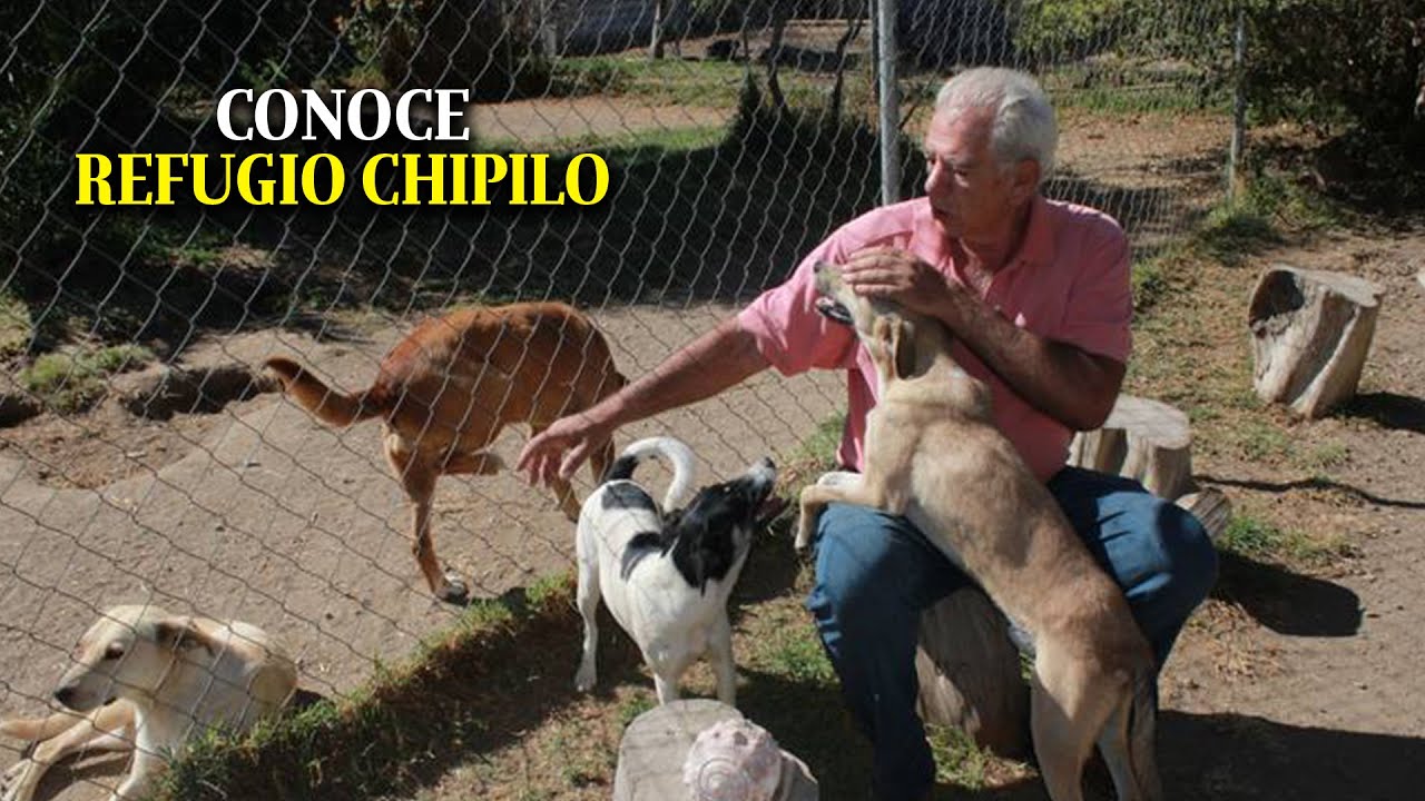 &iquest;Sab&iacute;as que Puebla cuenta con refugio para perros que sufrieron violencia extrema?