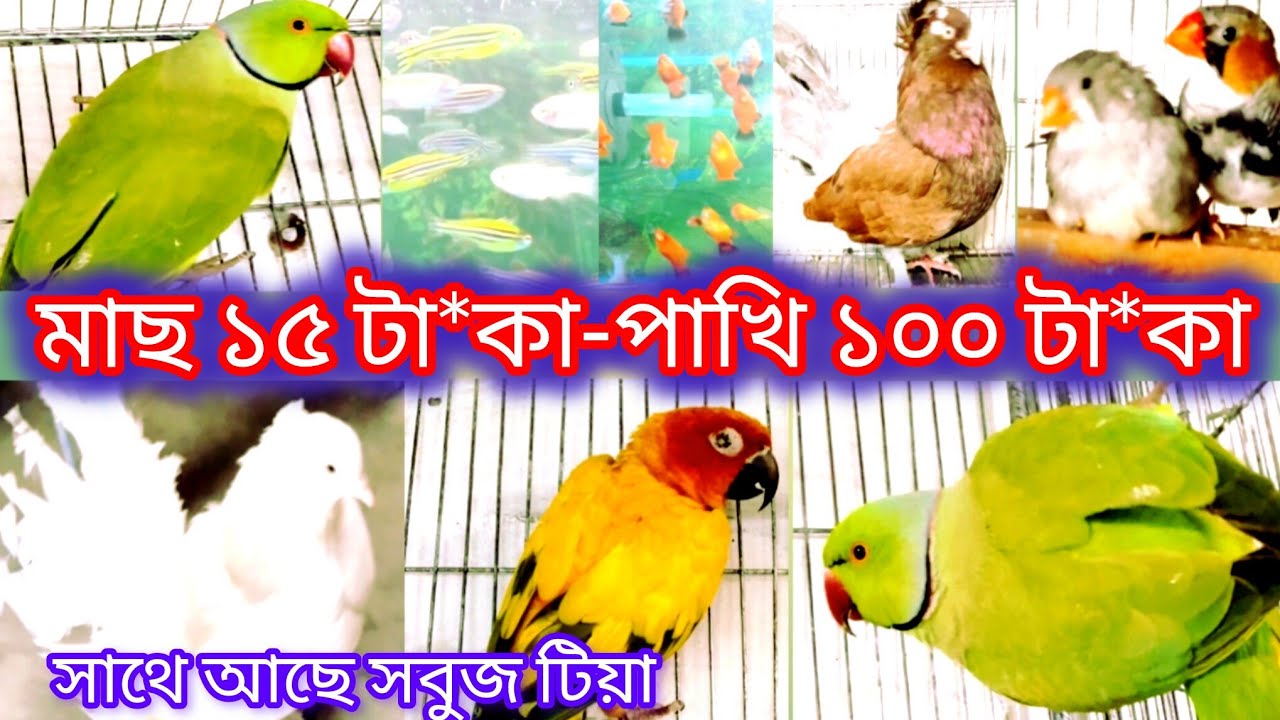 পাখি ১০০ টা*কা- মাছ ১৫ টা*কা, সাথে আছে সবুজ টিয়া Bird 100 ta-ka - fish 15 ta-ka, with green tea