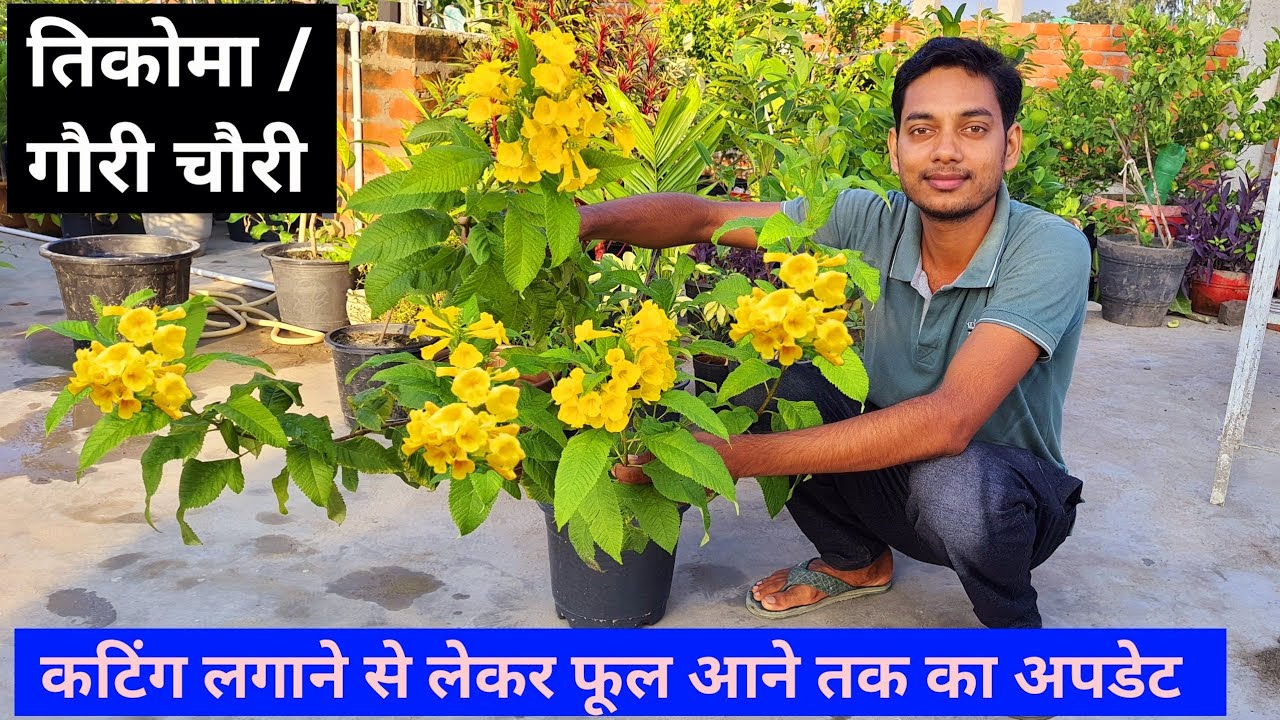 All about tecoma flower plant | Tikoma gori chori | tecoma plant with updates