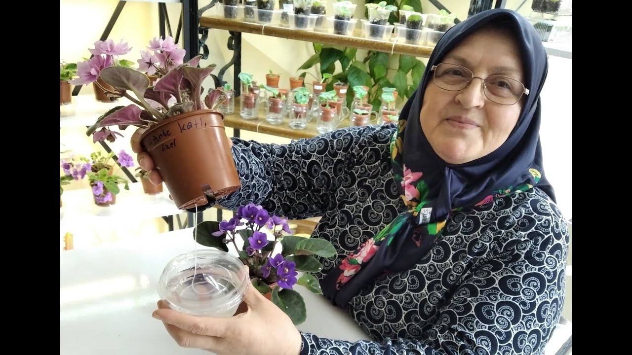 MENEKŞELERDE FİTİLLİ SULAMA NASIL YAPILIR