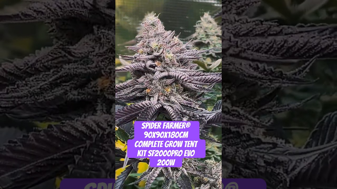 Spider Farmer&reg; 90X90X180cm Complete Grow Tent Kit SF2000PRO EVO 200W  #crazybud #420 #growled
