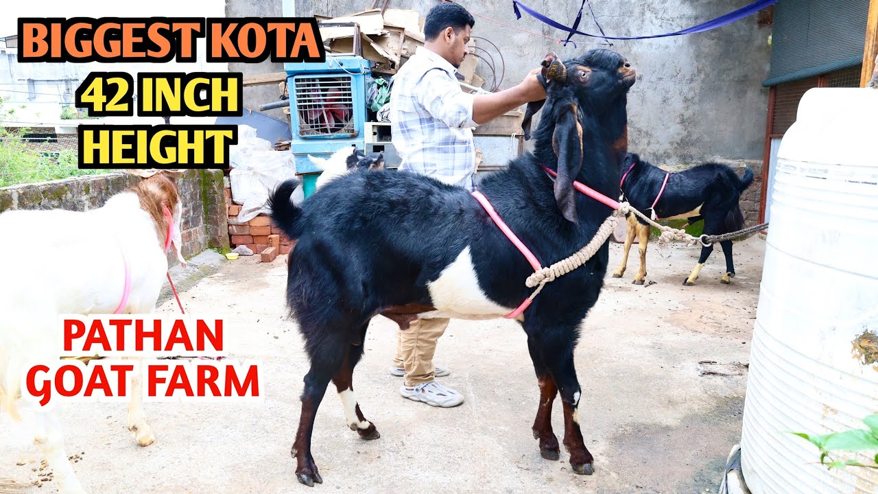 Biggest Kota Bakra 42 Inch Height At Pathan Goat Farm
