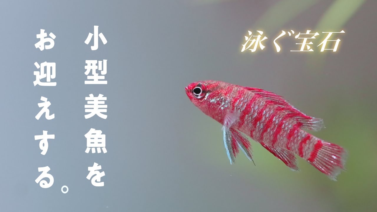 スカーレットジェムをお迎えする #23【アクアリウム】