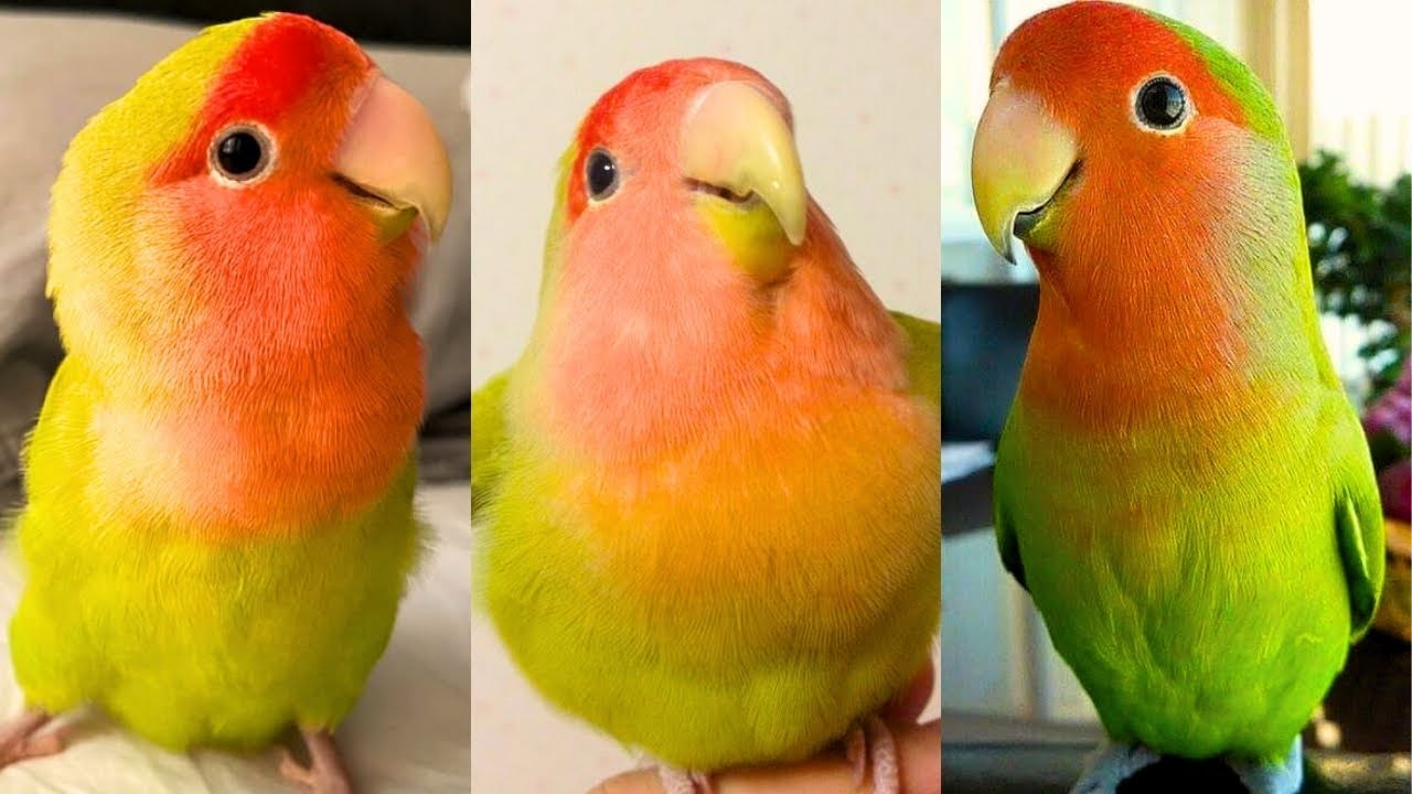 FUNNY AND CUTE PARROTS - TRY NOT TO LAUGH!