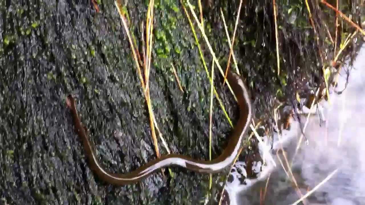 Elvers bypassing dam on Kennebunk River