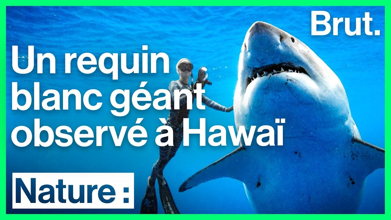 Une gigantesque femelle requin blanc repérée au large d'Hawaï
