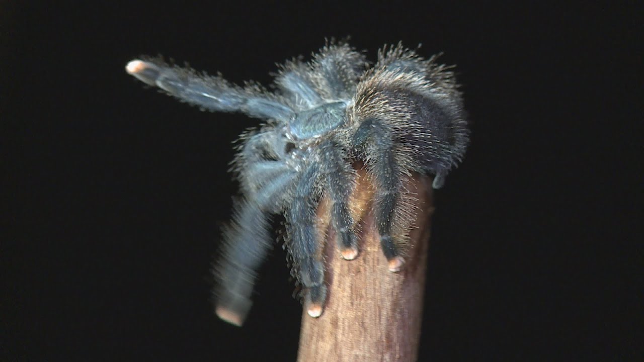 Atlas Suriname: Vogelspin