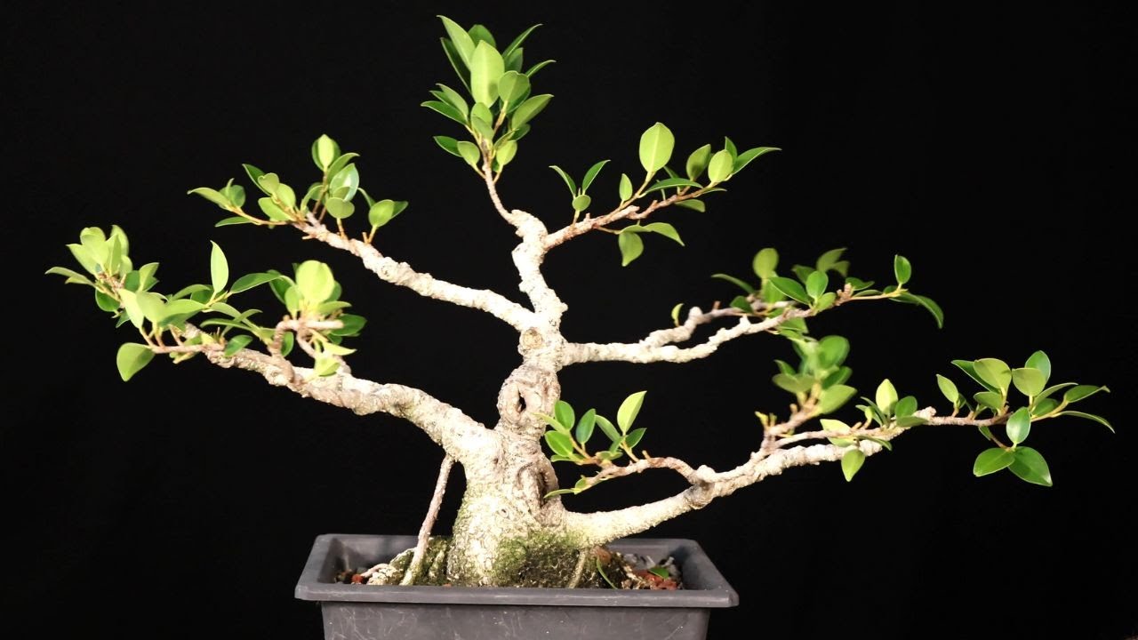 Tiger Bark Ficus Tree. Ficus Microcarpa Bonsai