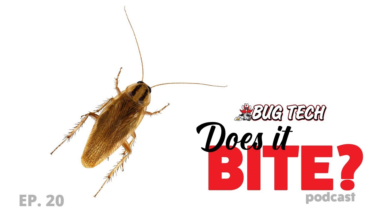 Avoid a Cockroach Infestation - Does It Bite?