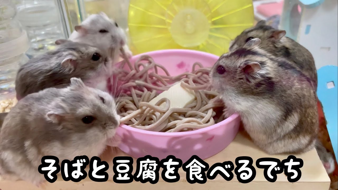 ハムスターに蕎麦と豆腐を与えたよ【ジャンガリアン】