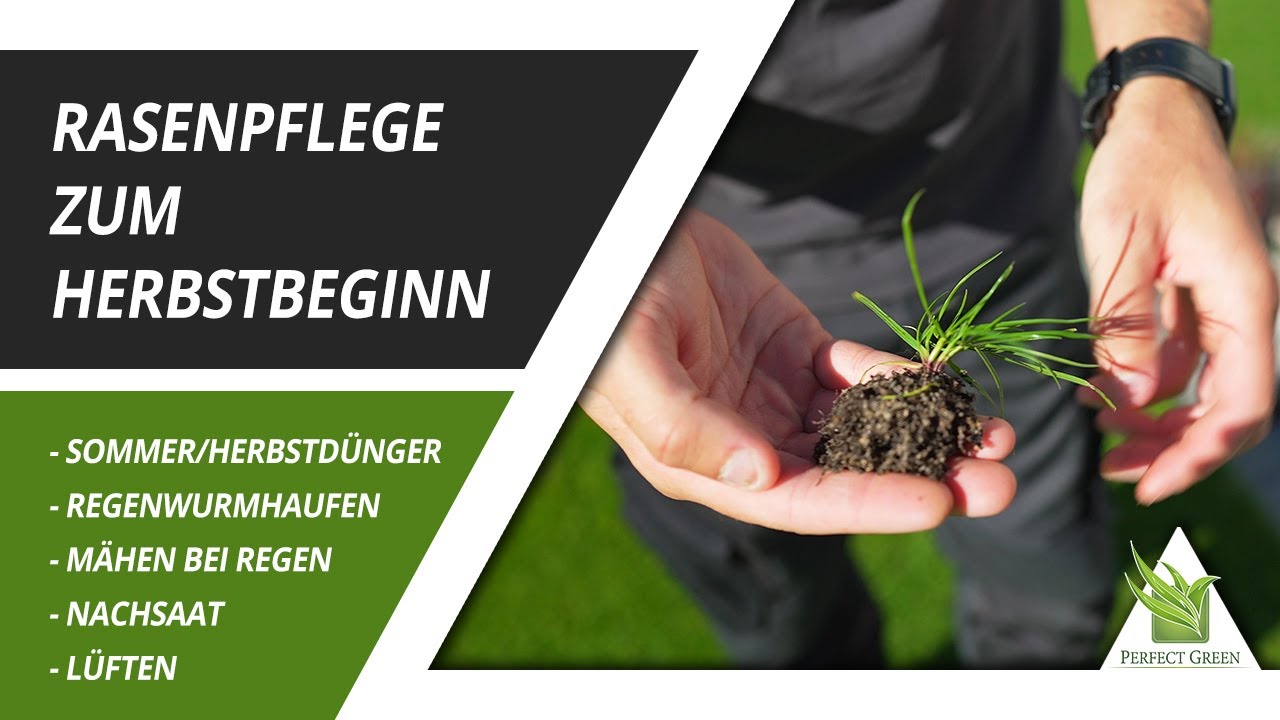 Rasenpflege im Herbst | Nachsaat | Regenwurmhaufen | Sommer- Herbstdünger | Lüften | Mähen im Regen