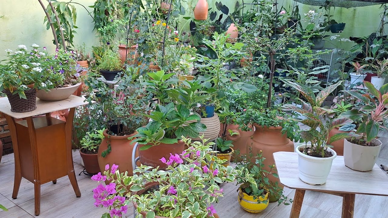 Desfile de verão no jardim com as plantas campeãs da beleza 