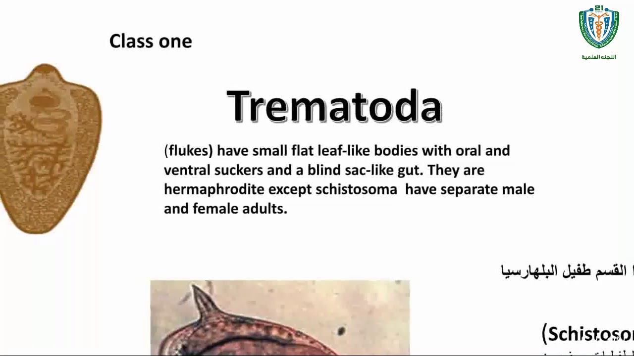 شرح parasitology(Trematod) |هبه العقربي