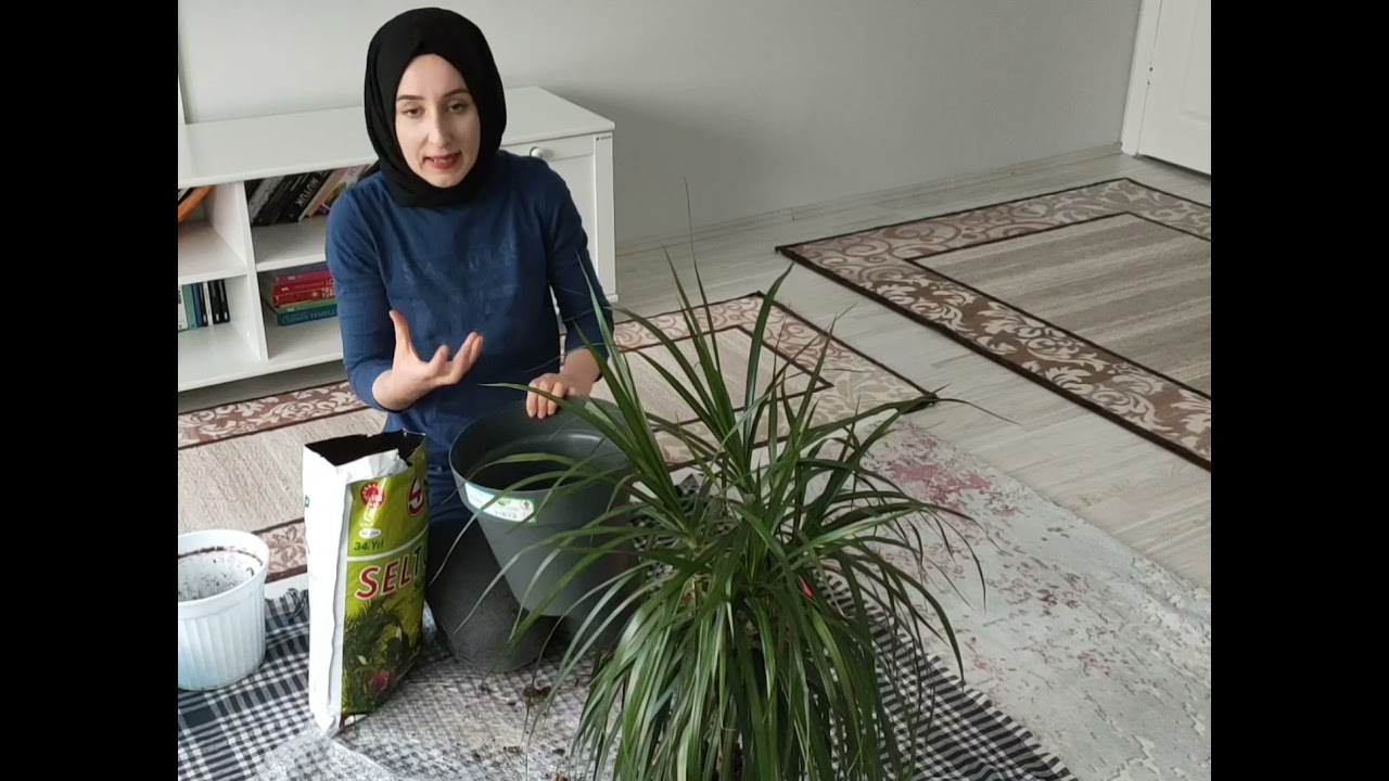 DRECENA MARGİNATA (DRAGON BİTKİSİ) BAKIMI SAKSI DEĞİŞİMİ