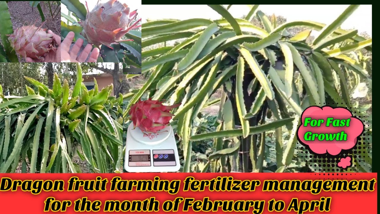 For Fast Growth and Higher yield | Fertilizer management for the month of Feb to April @kisaanmitra