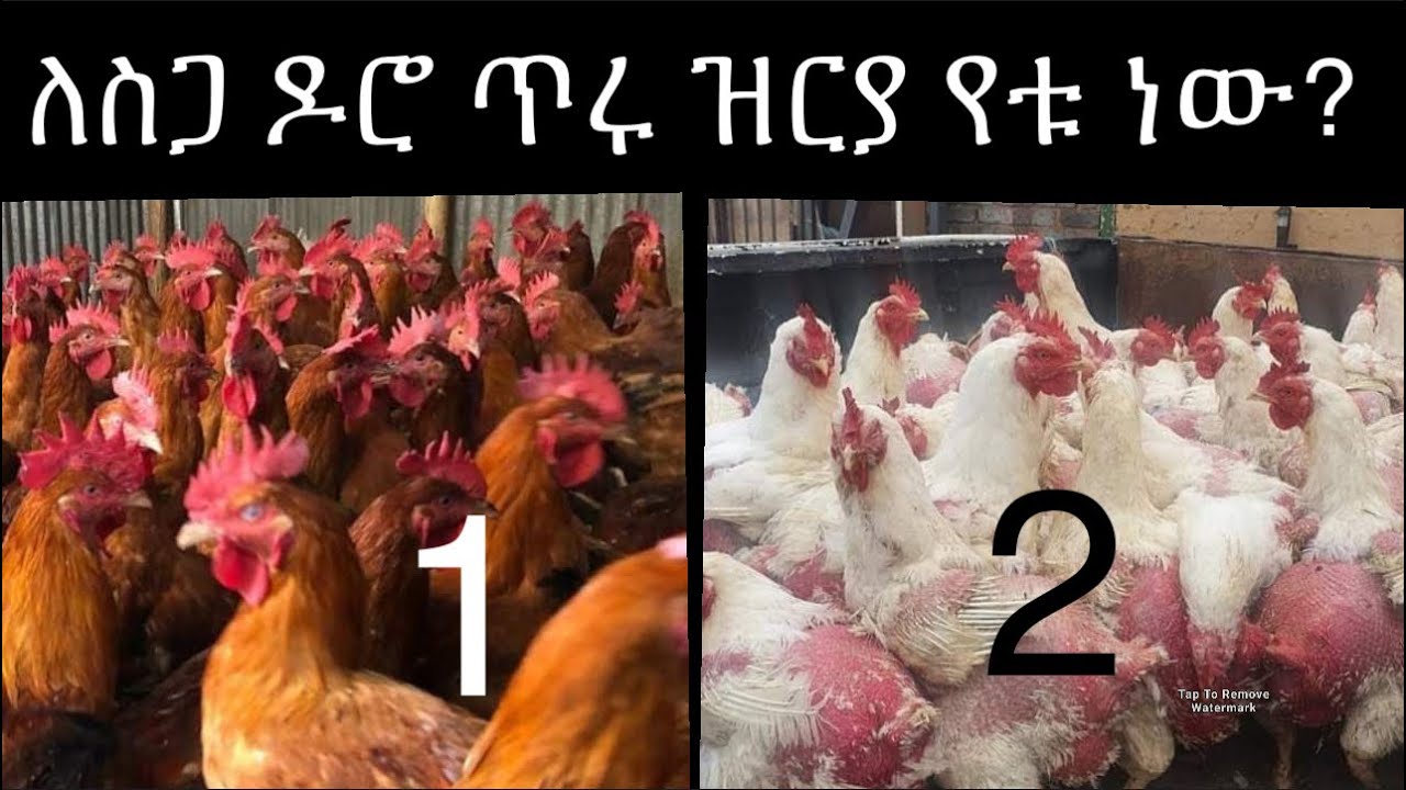 አትራፊ የሚያደርጉ በአጭር ጊዜ የሚደርሱ የስጋ ዶሮ ዝርያዎች ለጀማሪ ዶሮ አርቢ ሙሉ መረጃ