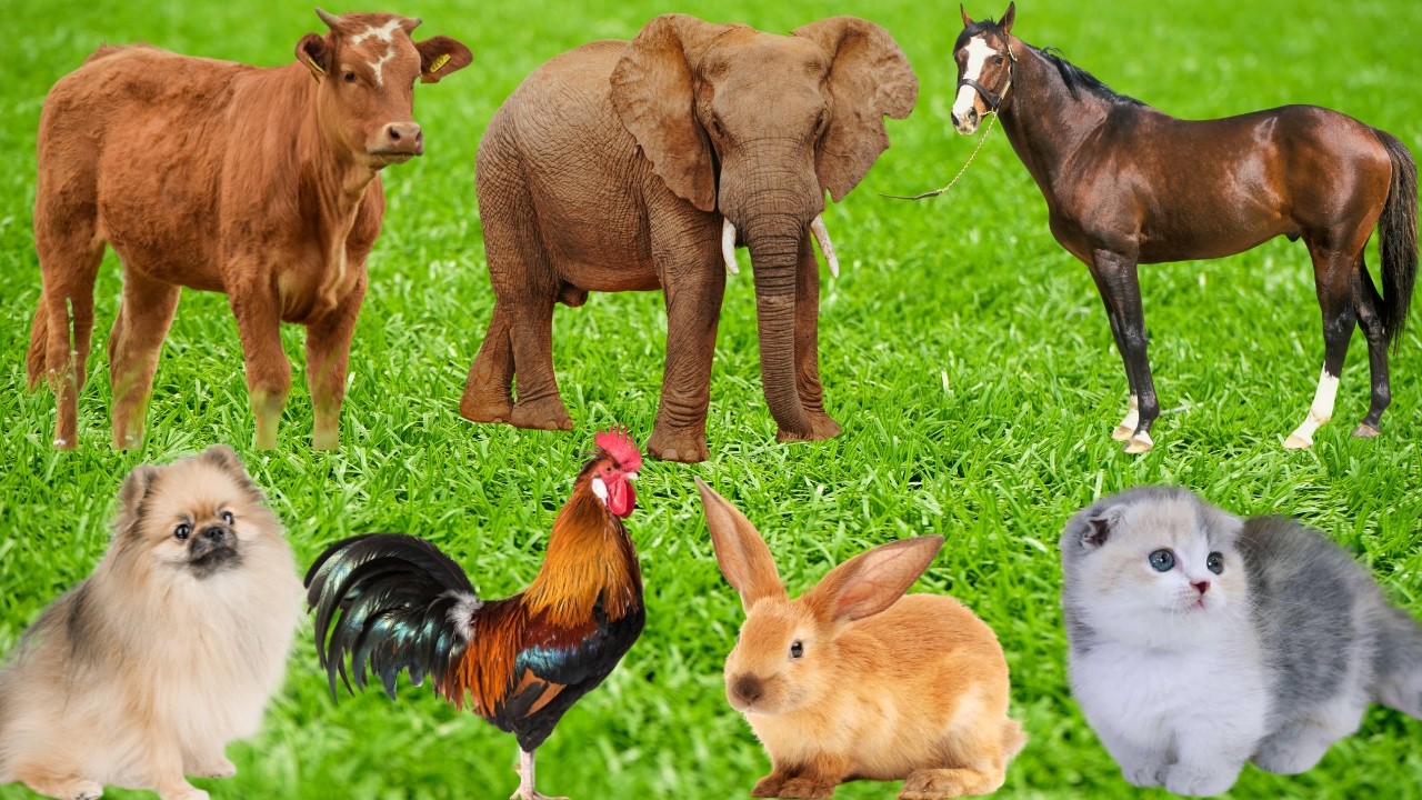 Cute Animals: Sheep, Cat, Hedgehog, Peacock, Turtle, Elephant, Duck, Cow, Dog-Animal Sounds