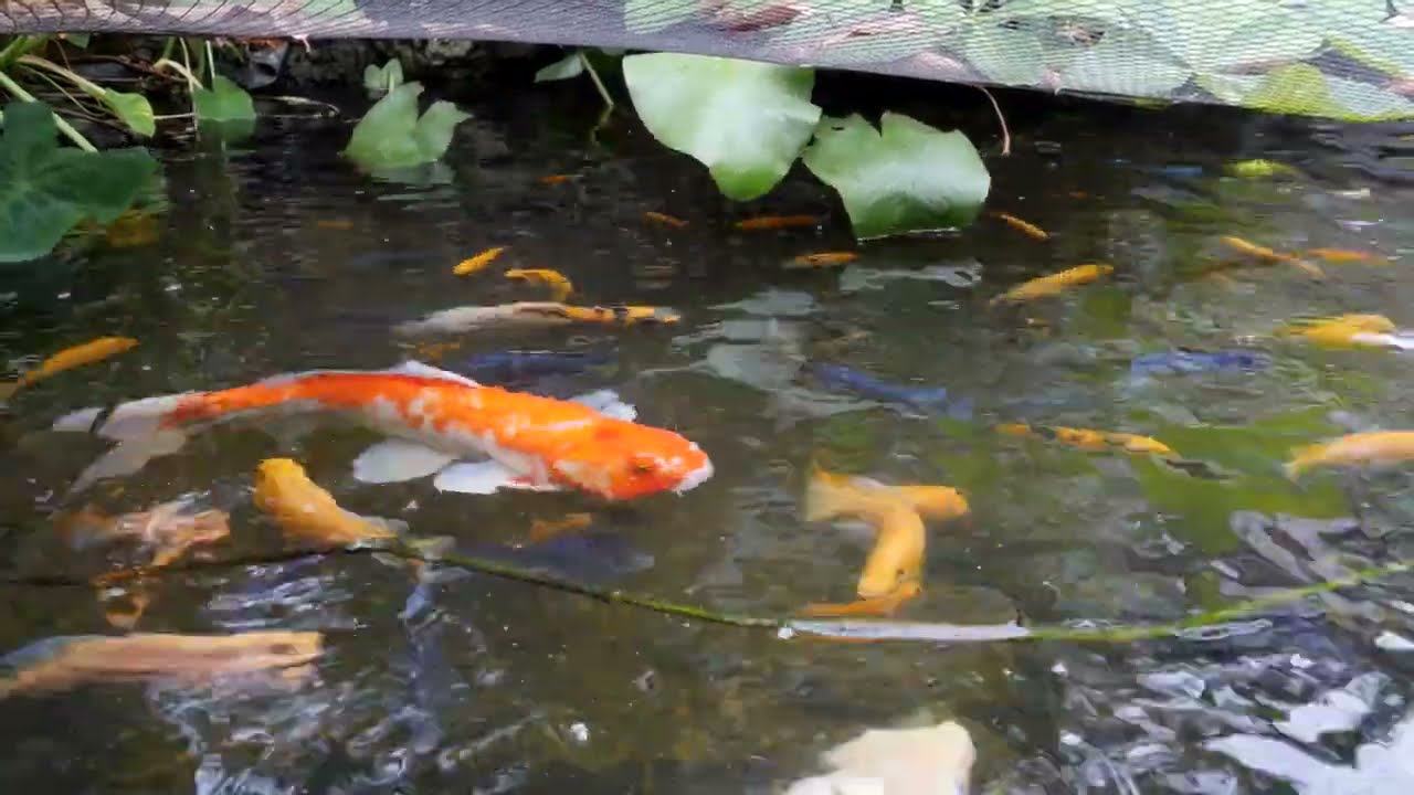 Lumix GH5 in 2022 Autofocus with my Koi fish