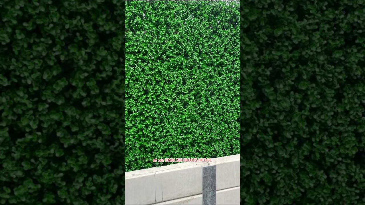 Transforming a boring fence into a stylish green wall with our English Buxus Hedge 💚 Order now to el