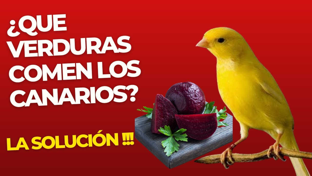 ESTAS VERDURAS DEBES DARLES A TUS CANARIOS ¡¡¡RECOMENDABLE!!!
