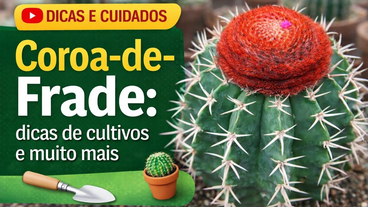 Coroa-de-frade: O segredo para cultivar sem errar! #cacto #coroadefrade #plantas #plants 