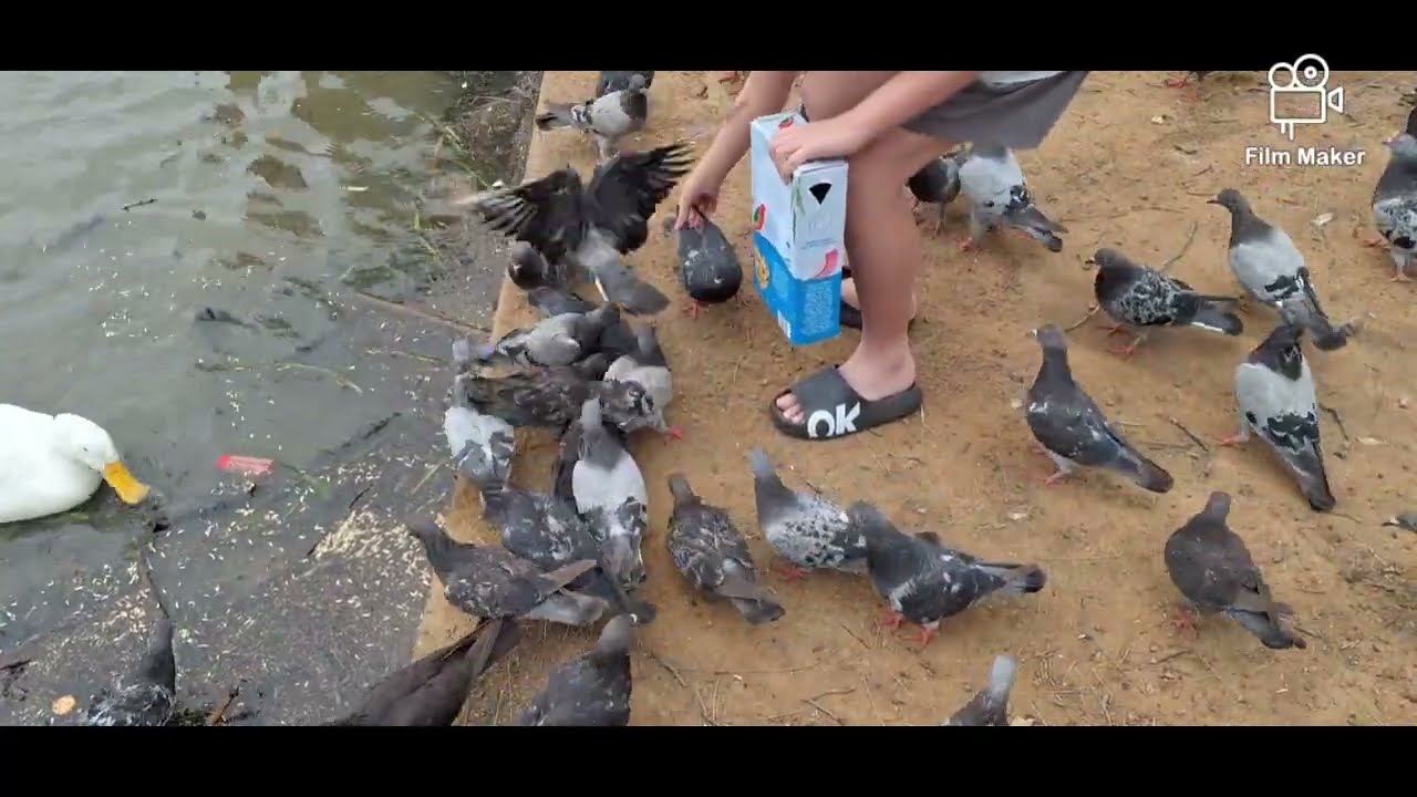 Make a pigeon swim in the pool
