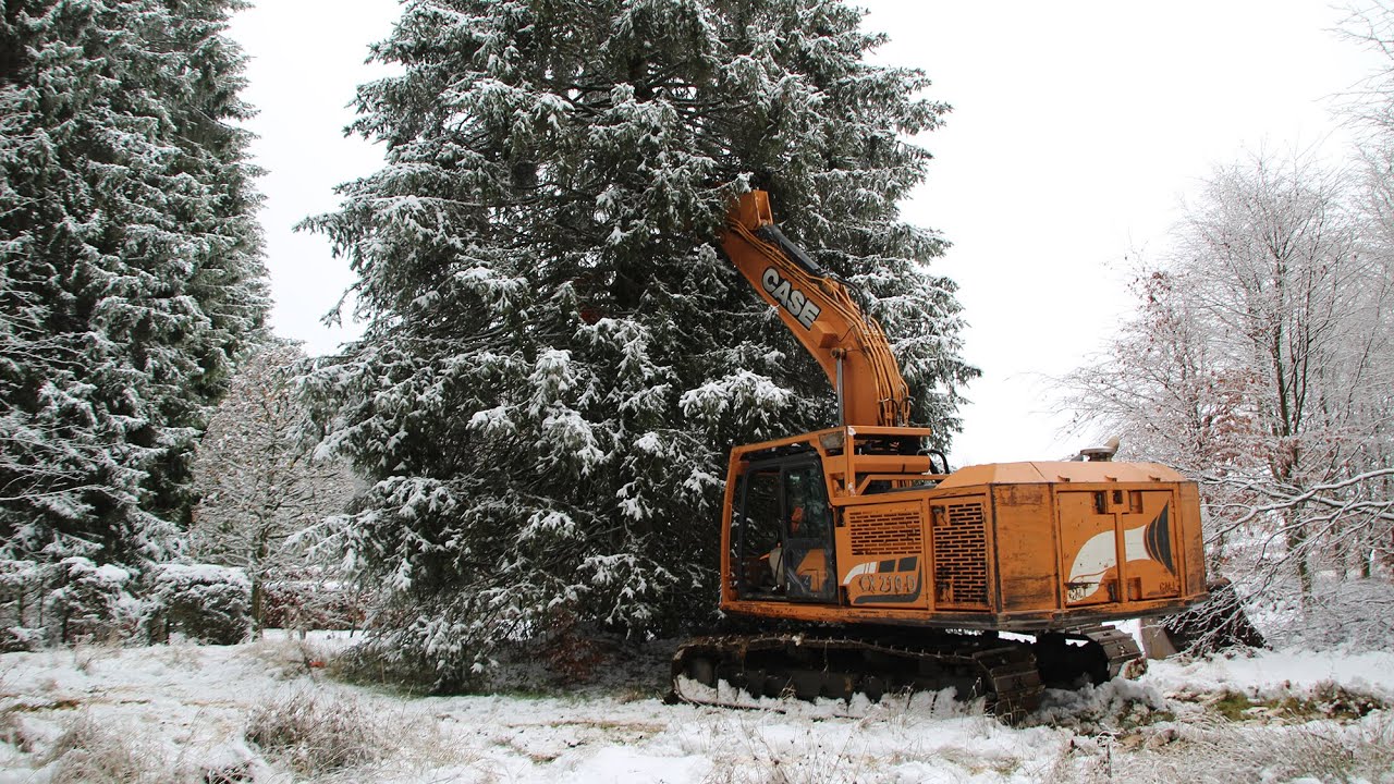 Weihnachtsbaum aus K&uuml;chelscheid f&uuml;r den K&ouml;nig