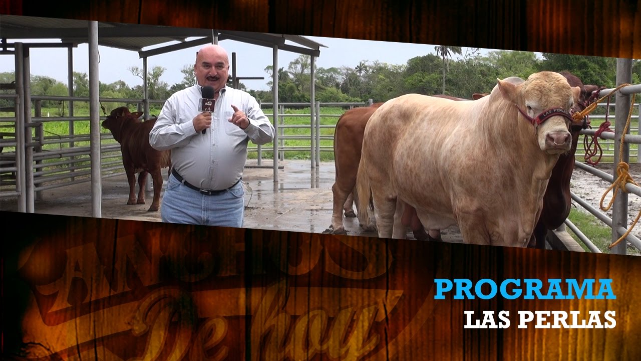 BEEFMASTER  RANCHO LAS PERLAS