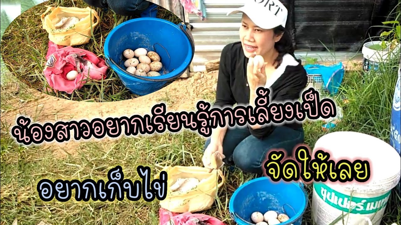 มือใหม่หัดเลี้ยงเป็ดep.13 น้องสาวอยากรู้การเลี้ยงเป็ดไข่ เก็บไข่และทำความสะอาดไข่เป็ด เกษตรผสมผสาน