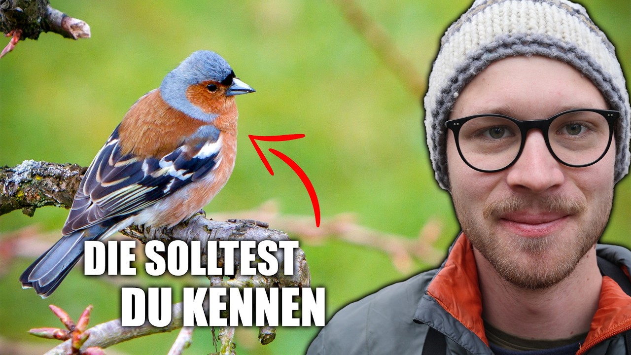 5 h&auml;ufige Vogelstimmen im Wald entdecken
