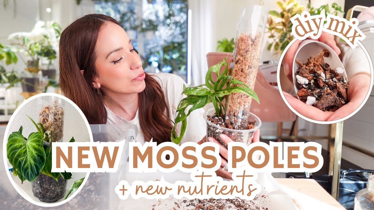 potting M.Adansonii Mint, Philodendron Majestic + Verrucosum | easy moss poles | diy aroid mix