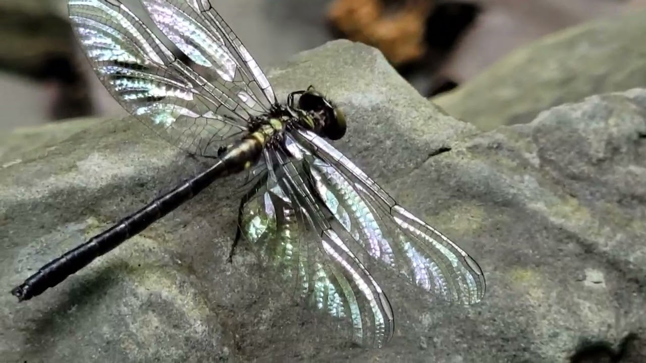 dragonfly beauty