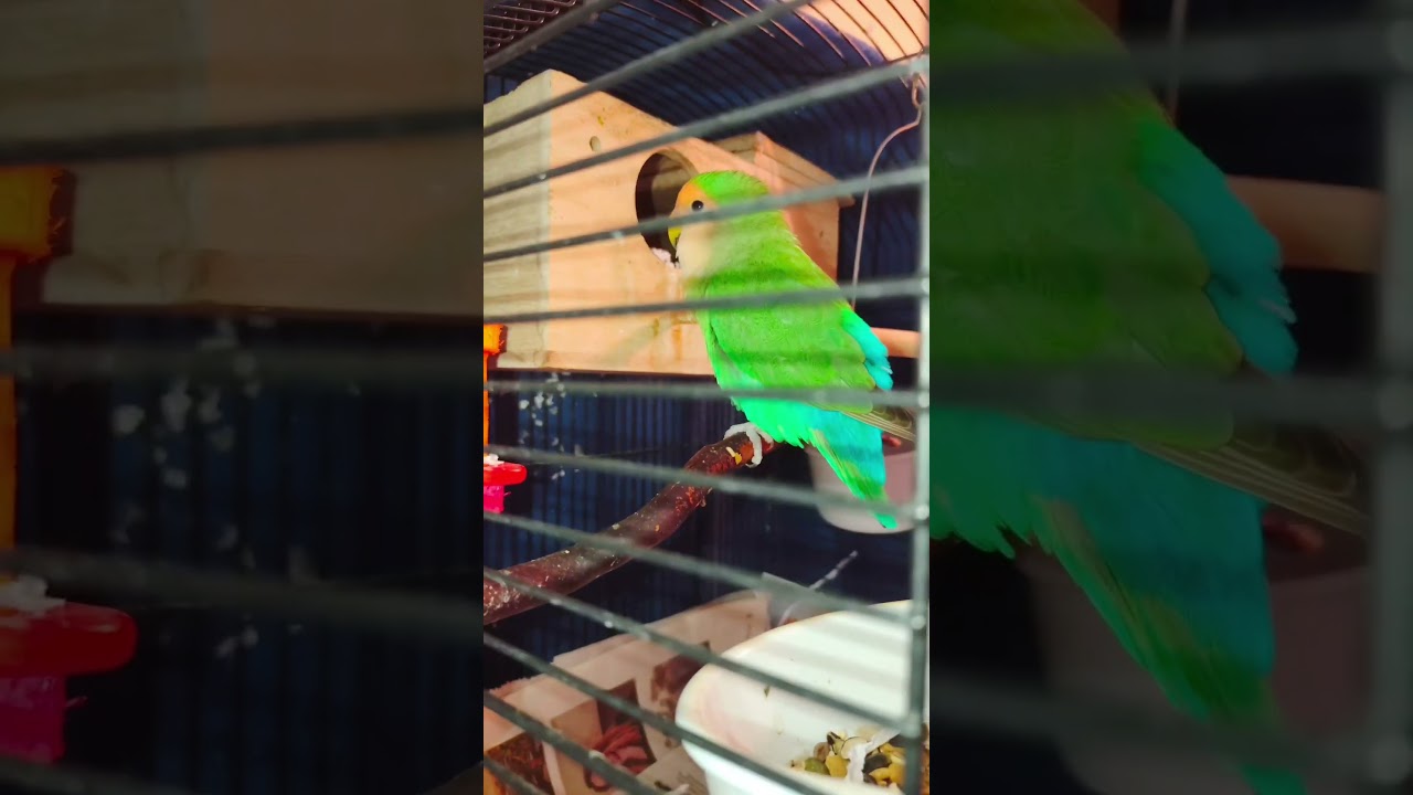 I was scared to look inside the lovebirds nest box #cuteanimals #story #birds #parrot