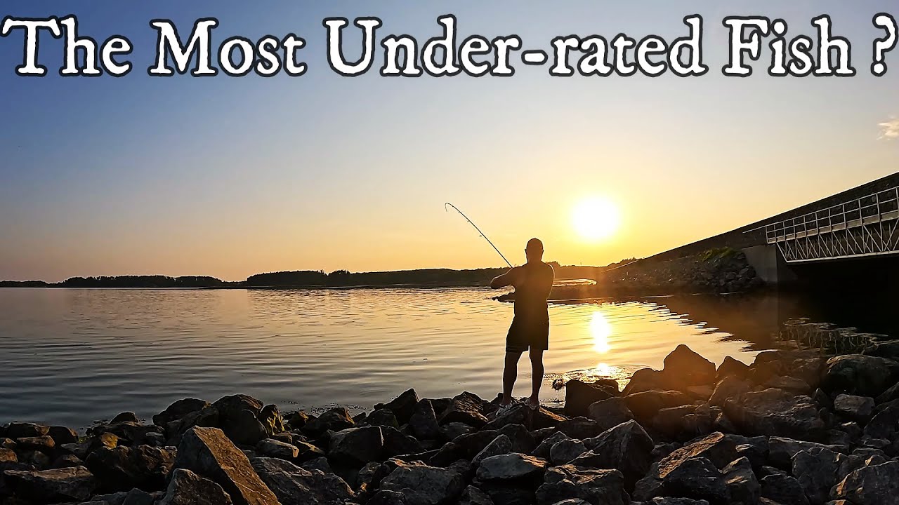 ROCK FISHING | MIX BAG IN ANGLESEY | NORTH WALES | SEA FISHING UK | MASTERFISHERMAN