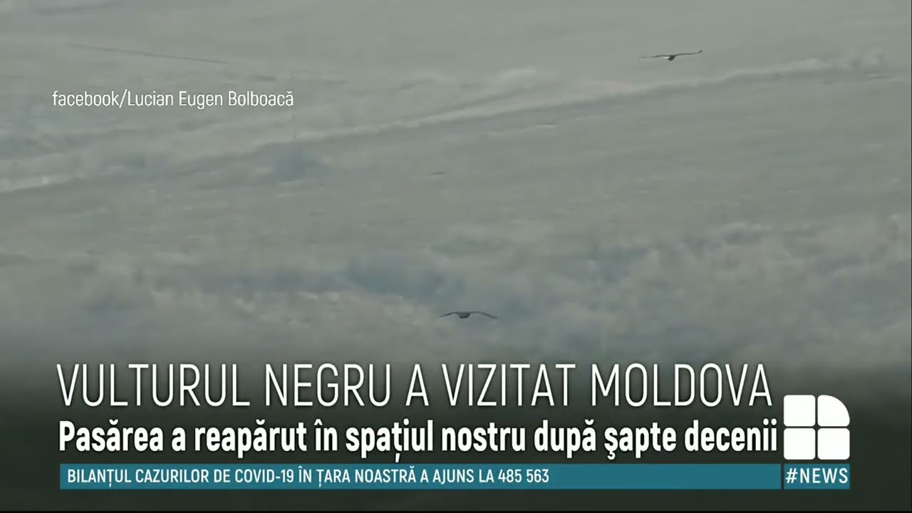 Reportaj Publika TV - Vulturul negru &icirc;n Republica Moldova