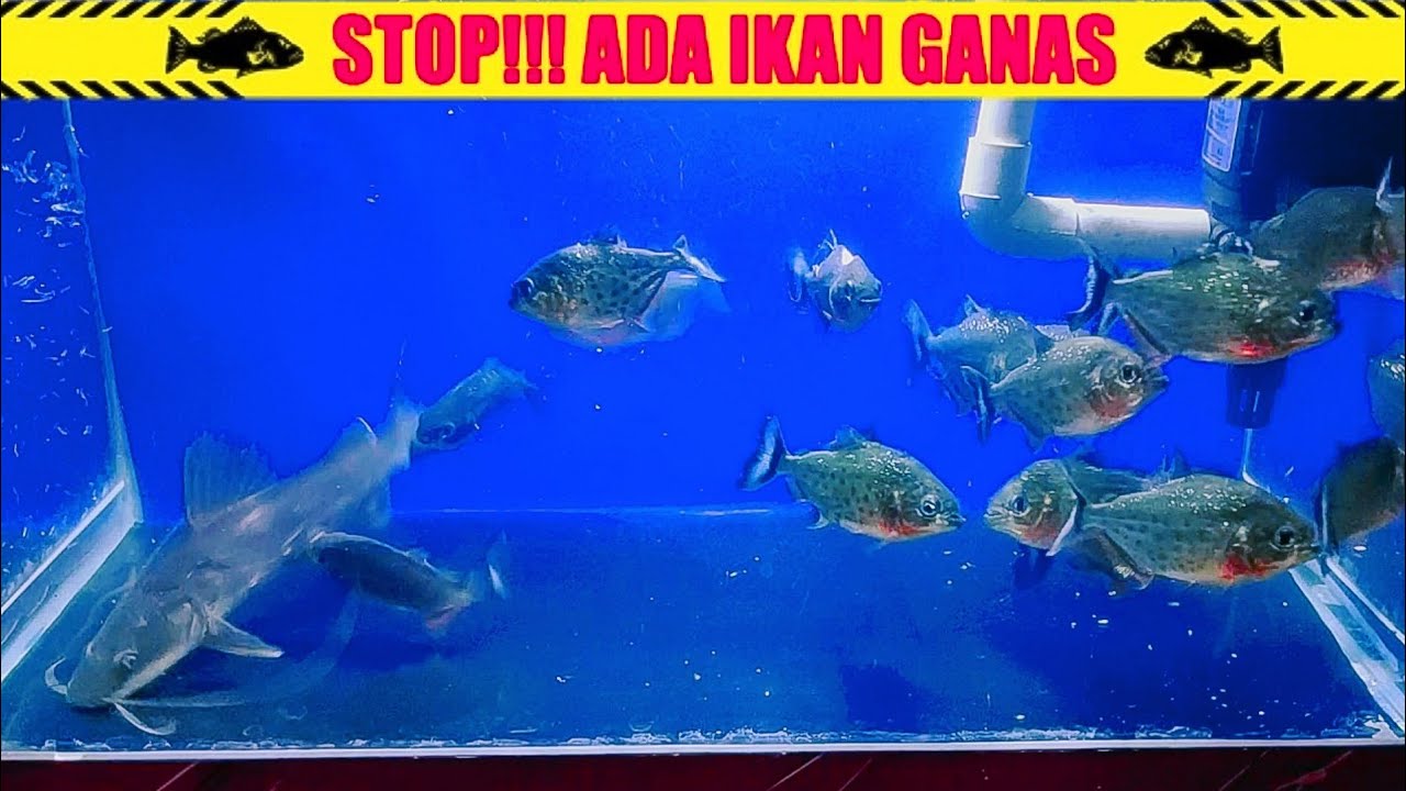 PIRANHA REDBELLY DI SATUKAN DENGAN BAUNG JAKSA