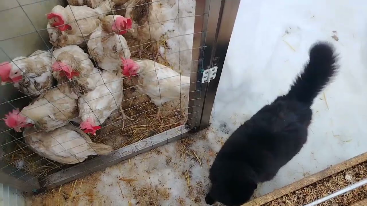 02.03.26г. ПОЗДРАВЛЯЮ ВАС! 🥳🌱И НАС... 🤦🏼‍♀️ ДЕВЧОНКИ ДЛЯ СЕБЯ ОПЯТЬ ПОСТАРАЛИСЬ🪺🥚