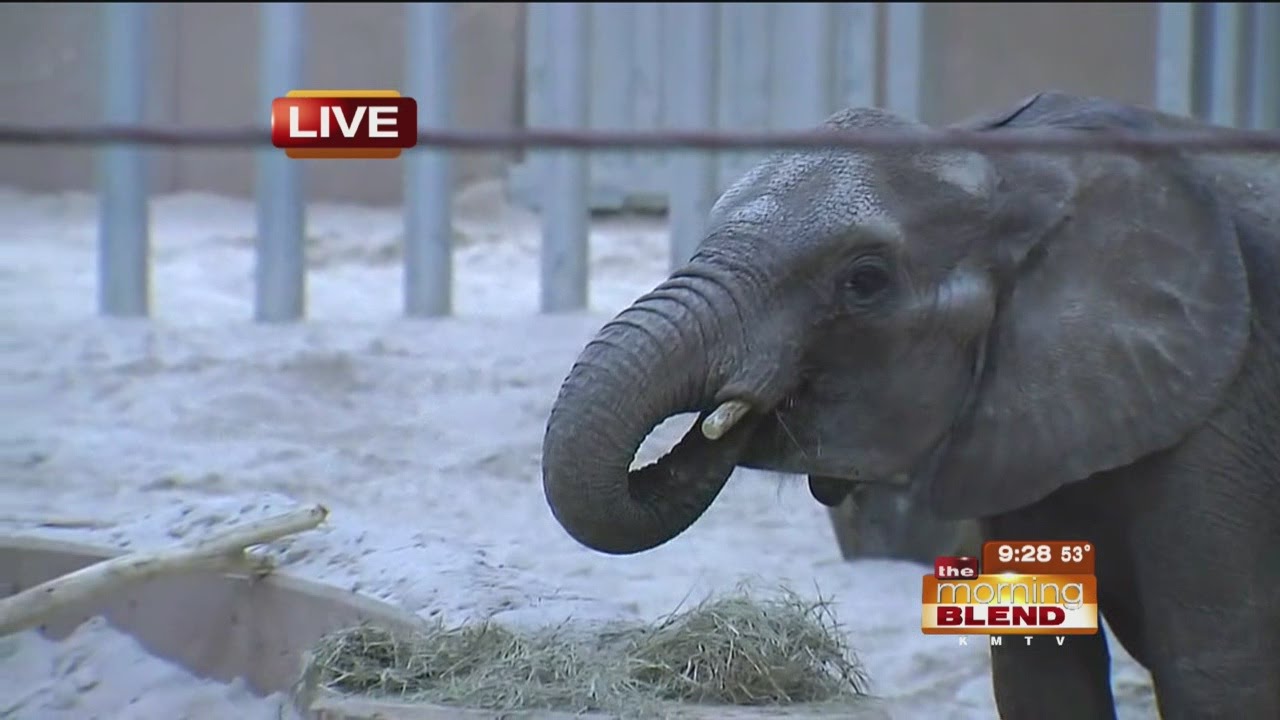 Live From Omaha's Henry Doorly Zoo and Aquarium
