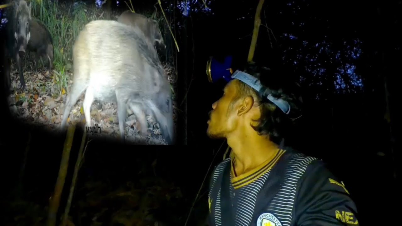 เข้าป่ามึ้อแลกพ้อหมูป่าฝูงไหย่//ເຂ້າປ່າມື້ແລກພໍ້ໝູປ່າຝູງໄຫຍ່// บ่าว เป๋า คนหากิน 7 มี.ค.2026