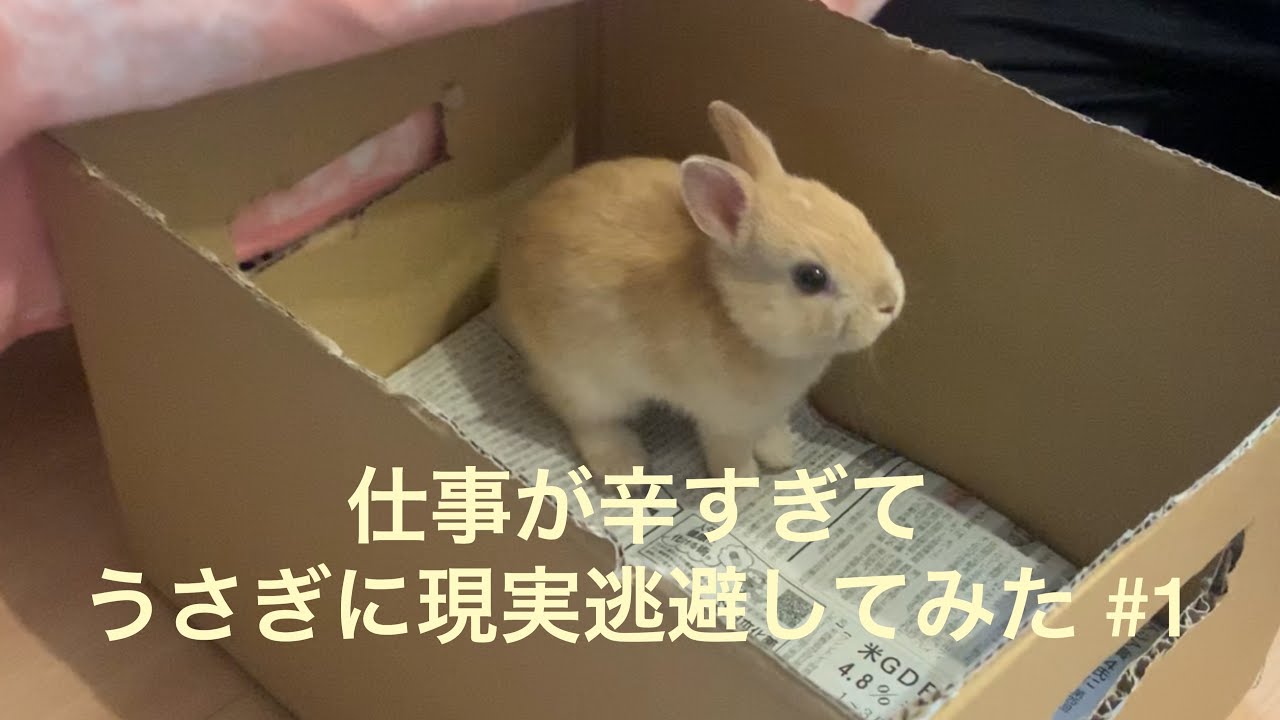 【はじめまして】子ウサギのネザーランドドワーフの赤ちゃんが家に来た瞬間、段ボールの穴から顔出して萌え死んだ  cute rabbit came my home