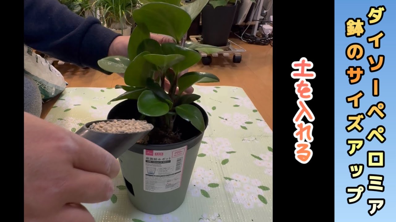 【鉢のサイズアップ】DAISOペペロミア #ペペロミア #植木鉢 #植え替え #ダイソー購入品 ま#観葉植物 #観葉植物初心者 