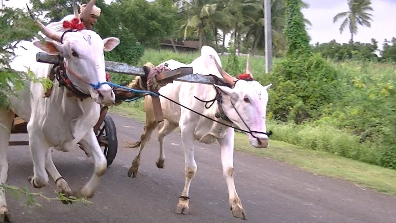 Handsome khillari bulls racing in Tungala
