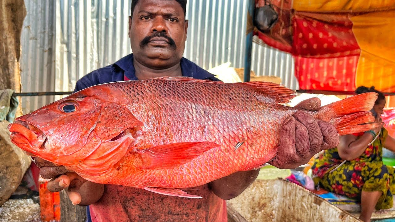 KASIMEDU SPEED SELVAM | BIG RED SNAPPER FISH CUTTING VIDEO | 4K VIDEO | KM FISH CUTTING