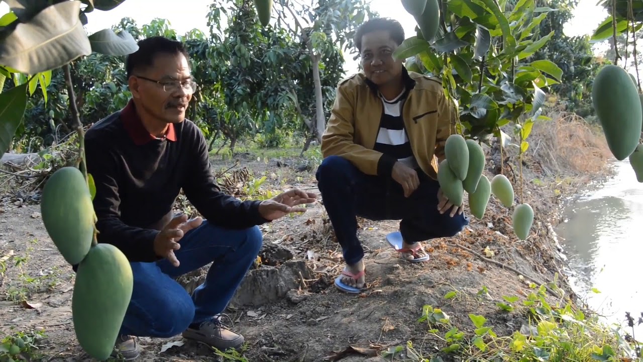 SWEET CATIMON MANGO FARM TOUR (FARM NI KA JUN)