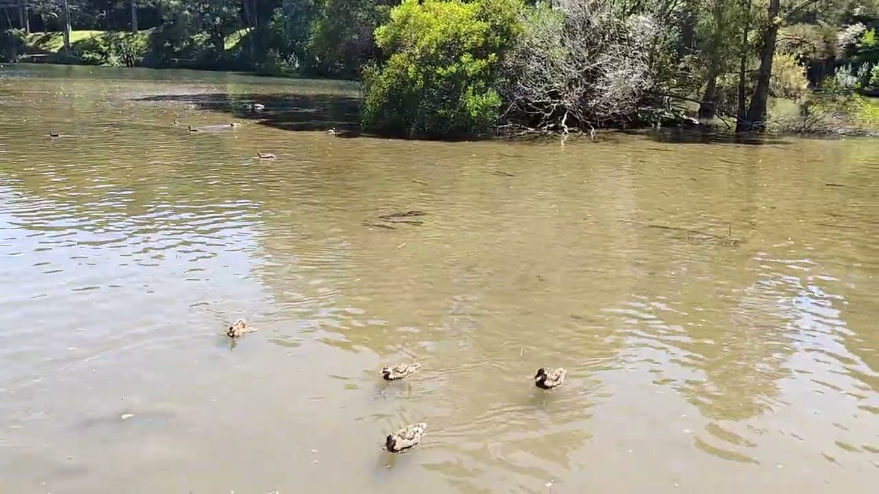 McLaren Falls Park and Lake View: 190-hectares, Location: Lower Kaimai area, close to Tauranga.