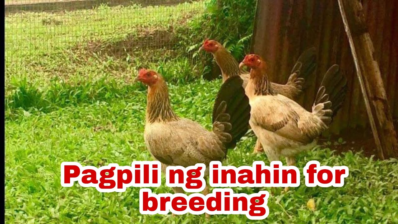 Tamang pagpili ng inahin bago magbreed |Mga katangian ng magandang inahin