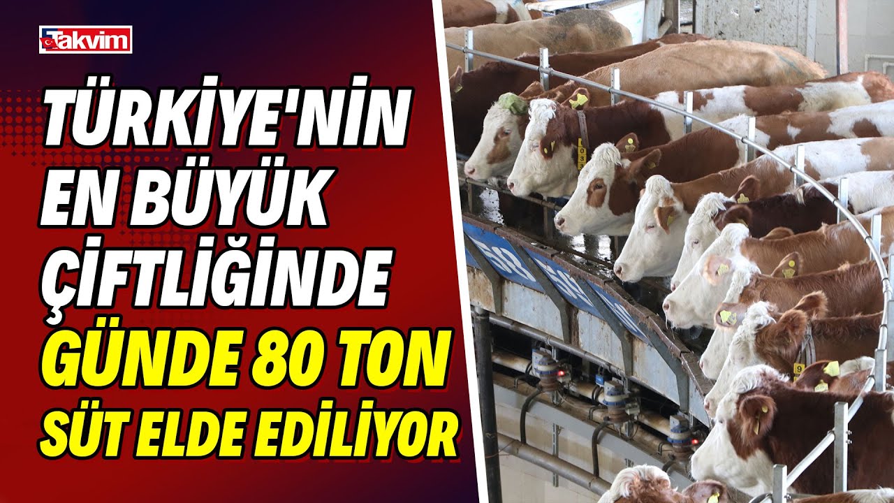 Türkiye'nin en büyük çiftliğinde günde 80 ton süt elde ediliyor